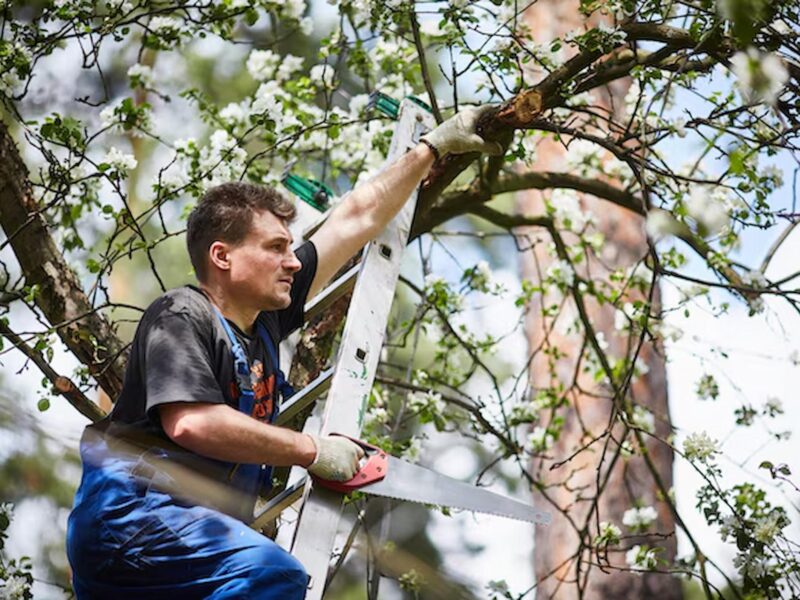 tree surgeon